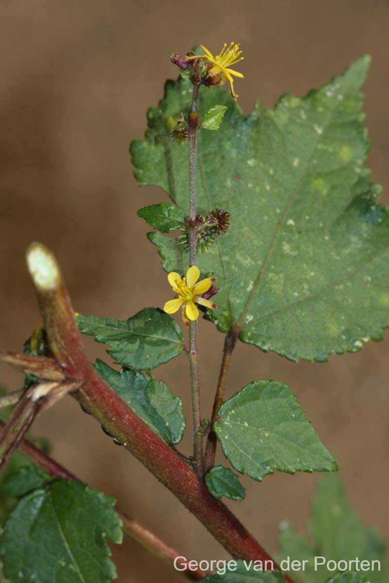 Triumfetta rhomboidea Jacq.